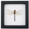 Anax junius Green Darner Dragonfly Real Framed Taxidermy Classic Black Display