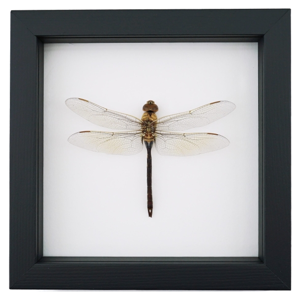 Anax junius Green Darner Dragonfly Real Framed Taxidermy Classic Black Display