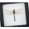 Anax junius Green Darner Dragonfly Real Framed Taxidermy Classic Black Display