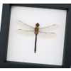 Anax junius Green Darner Dragonfly Real Framed Taxidermy Classic Black Display