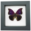 Anaea Tyrianthina Male Purple Butterfly Framed Taxidermy Classic Black Display
