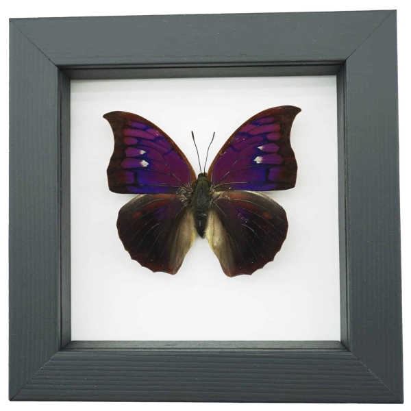 Anaea Tyrianthina Male Purple Butterfly Framed Taxidermy Classic Black Display