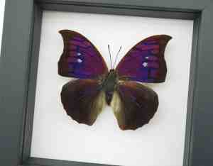 Anaea Tyrianthina Male Purple Butterfly Framed Taxidermy Classic Black Display