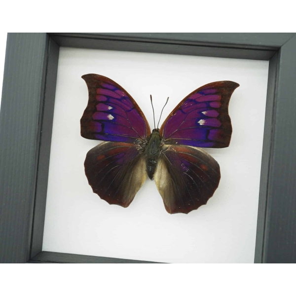 Anaea Tyrianthina Male Purple Butterfly Framed Taxidermy Classic Black Display