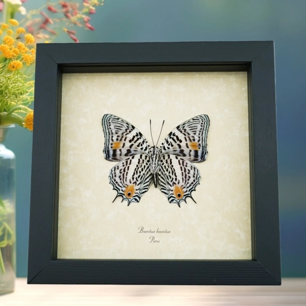 Baeotus baeotus White Flower Butterfly Real Framed Taxidermy Display