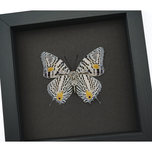 Baeotus baeotus Gold Flower Butterfly Framed Taxidermy Moonlight Display