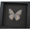 Baeotus baeotus Gold Flower Butterfly Framed Taxidermy Moonlight Display
