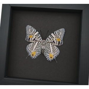 Baeotus baeotus Gold Flower Butterfly Framed Taxidermy Moonlight Display