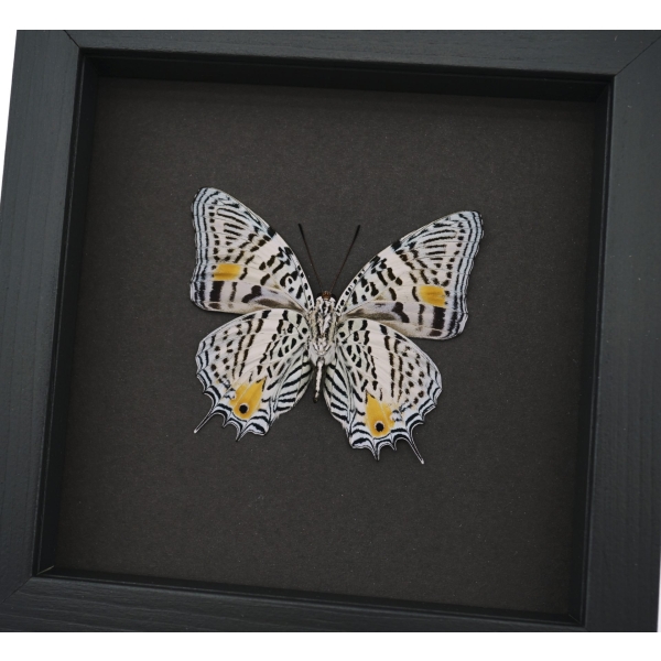 Baeotus baeotus Gold Flower Butterfly Framed Taxidermy Moonlight Display