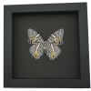 Baeotus baeotus Gold Flower Butterfly Framed Taxidermy Moonlight Display