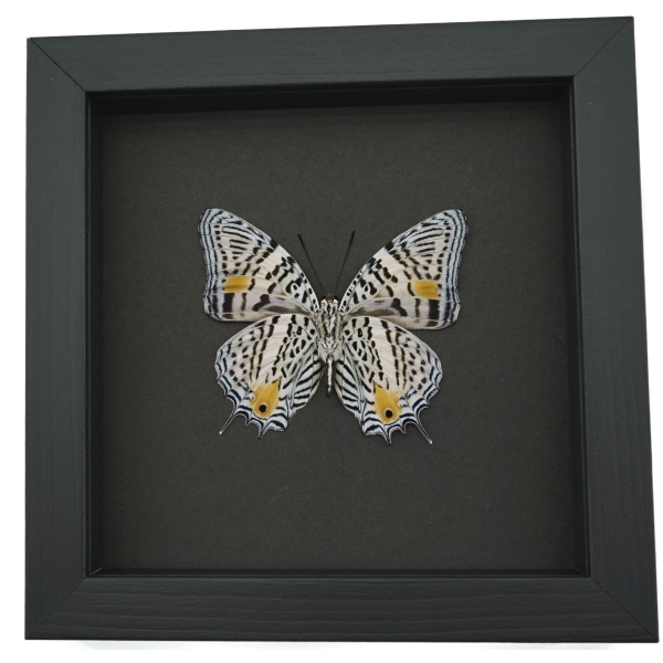 Baeotus baeotus Gold Flower Butterfly Framed Taxidermy Moonlight Display