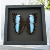 Real Blue Morpho deidamia mariae Female Butterfly Framed Taxidermy Moonlight Display