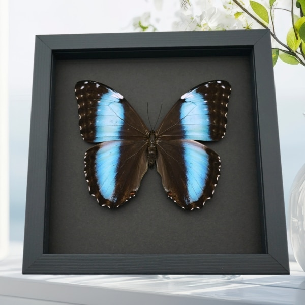 Real Blue Morpho deidamia mariae Female Butterfly Framed Taxidermy Moonlight Display