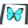 Blue Morpho melacheilus Butterfly Framed Taxidermy Classic Black Display