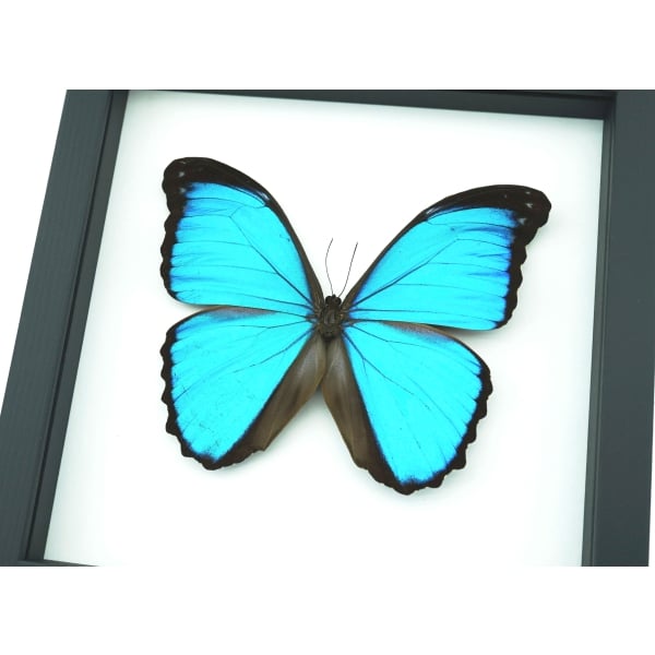 Blue Morpho melacheilus Butterfly Framed Taxidermy Classic Black Display