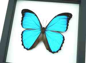 Blue Morpho melacheilus Butterfly Framed Taxidermy Classic Black Display