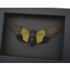 Green Leaf Mimic Cicada Trengganua sybylla Framed Taxidermy Moonlight Display