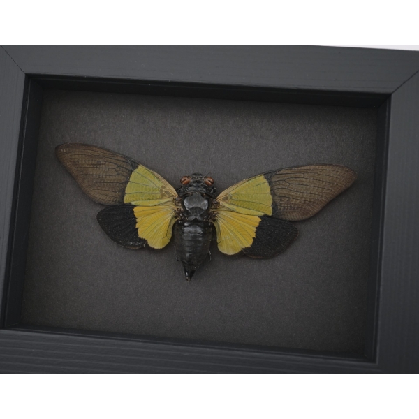 Green Leaf Mimic Cicada Trengganua sybylla Framed Taxidermy Moonlight Display