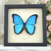 Morpho melacheilus Rare Butterfly Framed Blue Morpho Taxidermy Display