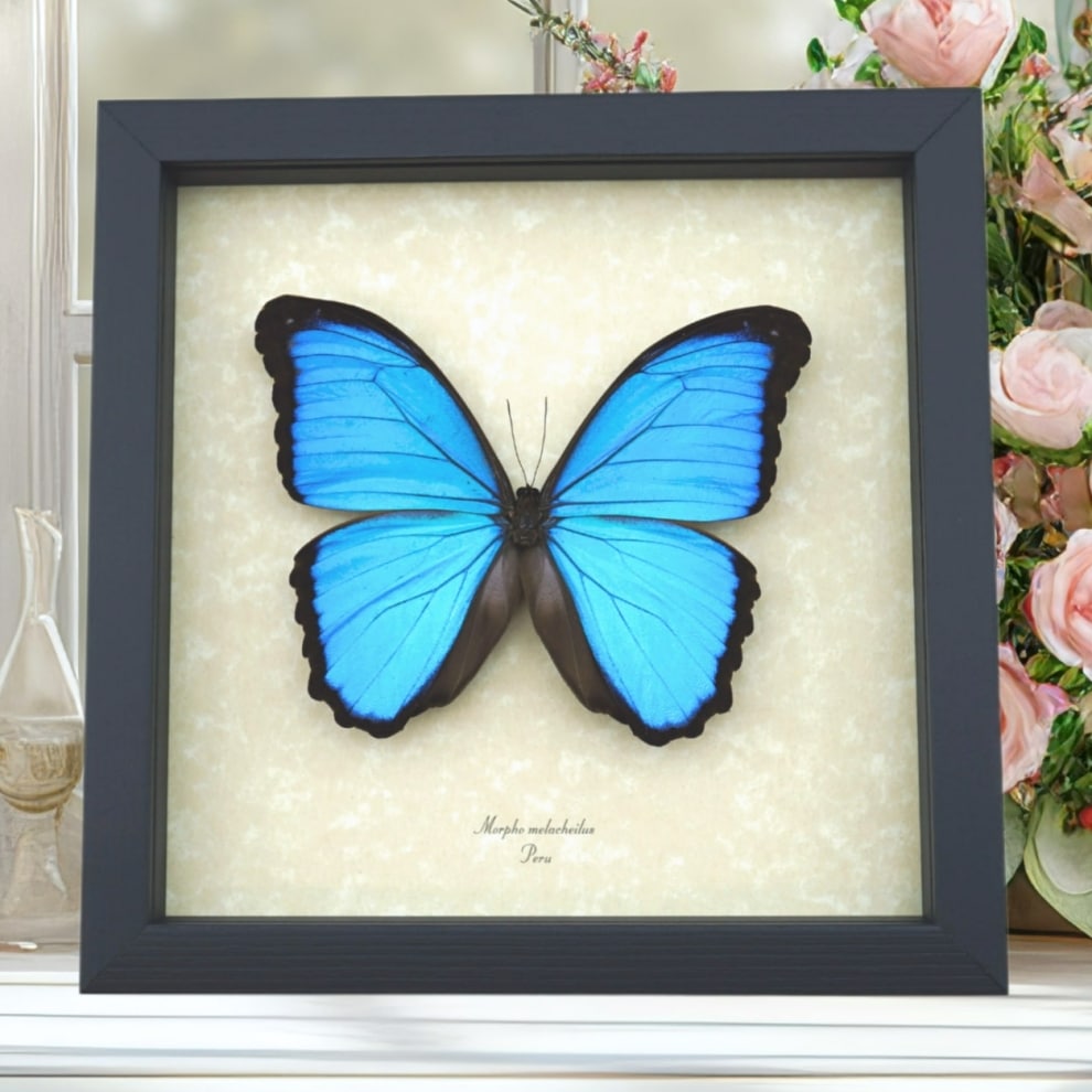 Morpho melacheilus Rare Butterfly Framed Blue Morpho Taxidermy Display Morpho melacheilus Rare Butterfly Framed Blue Morpho Taxidermy Display
