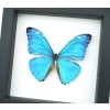Morpho adonis Blue Morpho Butterfly Framed Taxidermy Classic Black Display