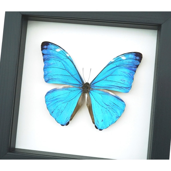 Morpho adonis Blue Morpho Butterfly Framed Taxidermy Classic Black Display
