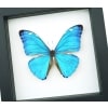 Morpho adonis Blue Morpho Butterfly Framed Taxidermy Classic Black Display