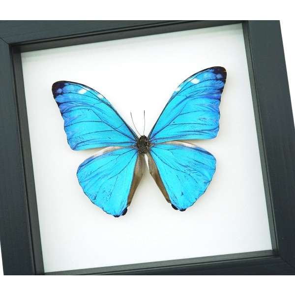 Morpho adonis Blue Morpho Butterfly Framed Taxidermy Classic Black Display