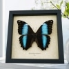 Real Giant Blue Morpho deidamia mariae Female Butterfly Framed Taxidermy Display