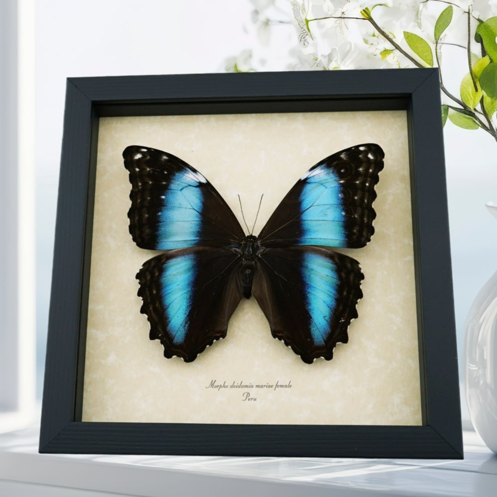 Real Giant Blue Morpho deidamia mariae Female Butterfly Framed Taxidermy Display