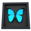 Morpho melacheilus Rare Framed Butterfly Blue Morpho Taxidermy Moonlight Display