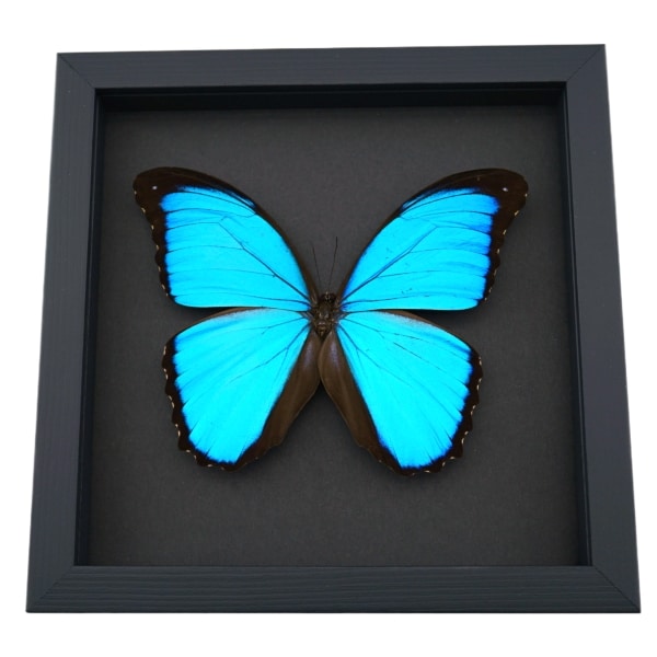 Morpho melacheilus Rare Framed Butterfly Blue Morpho Taxidermy Moonlight Display