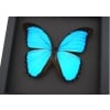 Morpho melacheilus Rare Framed Butterfly Blue Morpho Taxidermy Moonlight Display