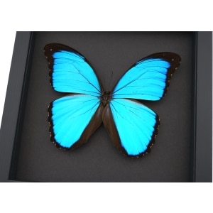Morpho melacheilus Rare Framed Butterfly Blue Morpho Taxidermy Moonlight Display