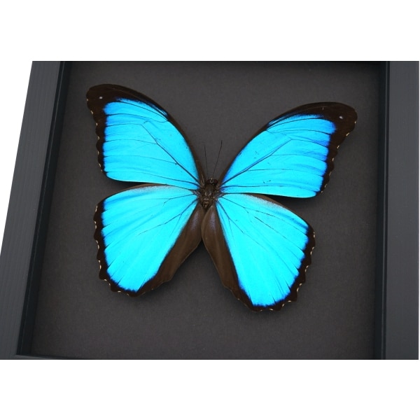 Morpho melacheilus Rare Framed Butterfly Blue Morpho Taxidermy Moonlight Display