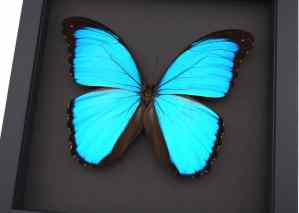 Morpho melacheilus Rare Framed Butterfly Blue Morpho Taxidermy Moonlight Display