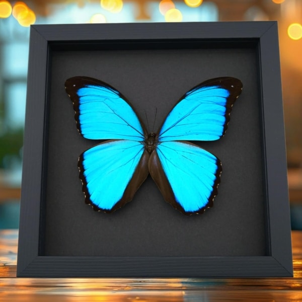 Morpho melacheilus Rare Framed Butterfly Blue Morpho Taxidermy Moonlight Display
