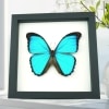 Blue Morpho melacheilus Butterfly Framed Taxidermy Classic Black Display