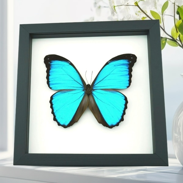 Blue Morpho melacheilus Butterfly Framed Taxidermy Classic Black Display