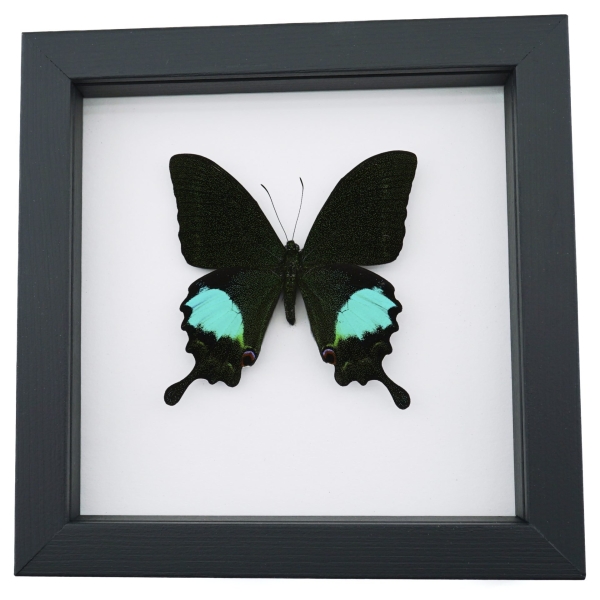 Papilio paris Peacock Swallowtail Green Butterfly Classic Black Display Framed Taxidermy