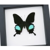 Papilio paris Peacock Swallowtail Green Butterfly Classic Black Display Framed Taxidermy
