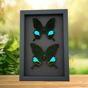 Peacock Swallowtail Butterflies Set Papilio paris karna Framed Butterfly Taxidermy Moonlight Display