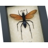 Giant Tarantula Hawk Wasp Pepsis heros female 3 inch Framed Taxidermy Display