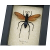Giant Tarantula Hawk Wasp Pepsis heros female 3 inch Framed Taxidermy Display