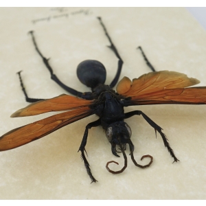 Giant Tarantula Hawk Wasp Pepsis heros female 3 inch Framed Taxidermy Display