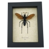 Giant Tarantula Hawk Wasp Pepsis heros female 2.75 inch Framed Taxidermy Display