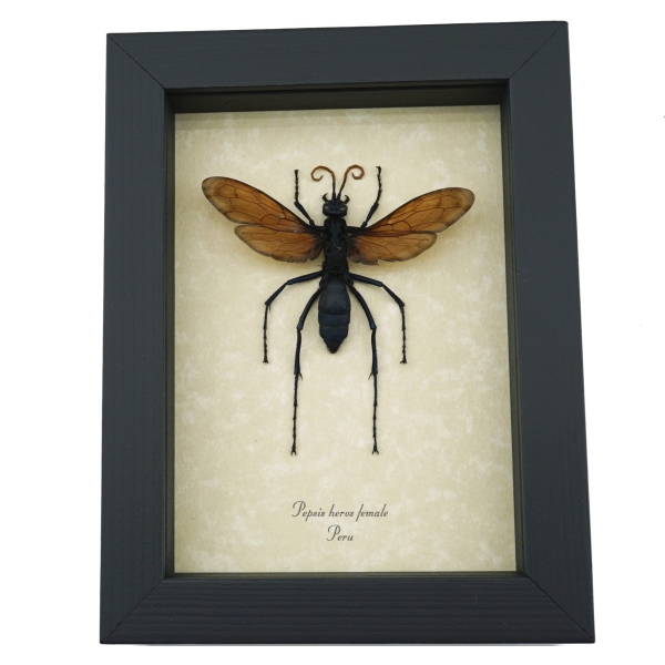 Giant Tarantula Hawk Wasp Pepsis heros female 2.75 inch Framed Taxidermy Display