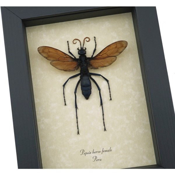 Giant Tarantula Hawk Wasp Pepsis heros female 2.75 inch Framed Taxidermy Display