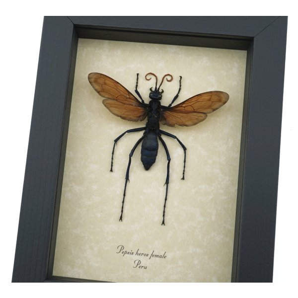 Giant Tarantula Hawk Wasp Pepsis heros female 2.75 inch Framed Taxidermy Display