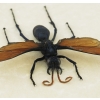 Giant Tarantula Hawk Wasp Pepsis heros female 2.75 inch Framed Taxidermy Display